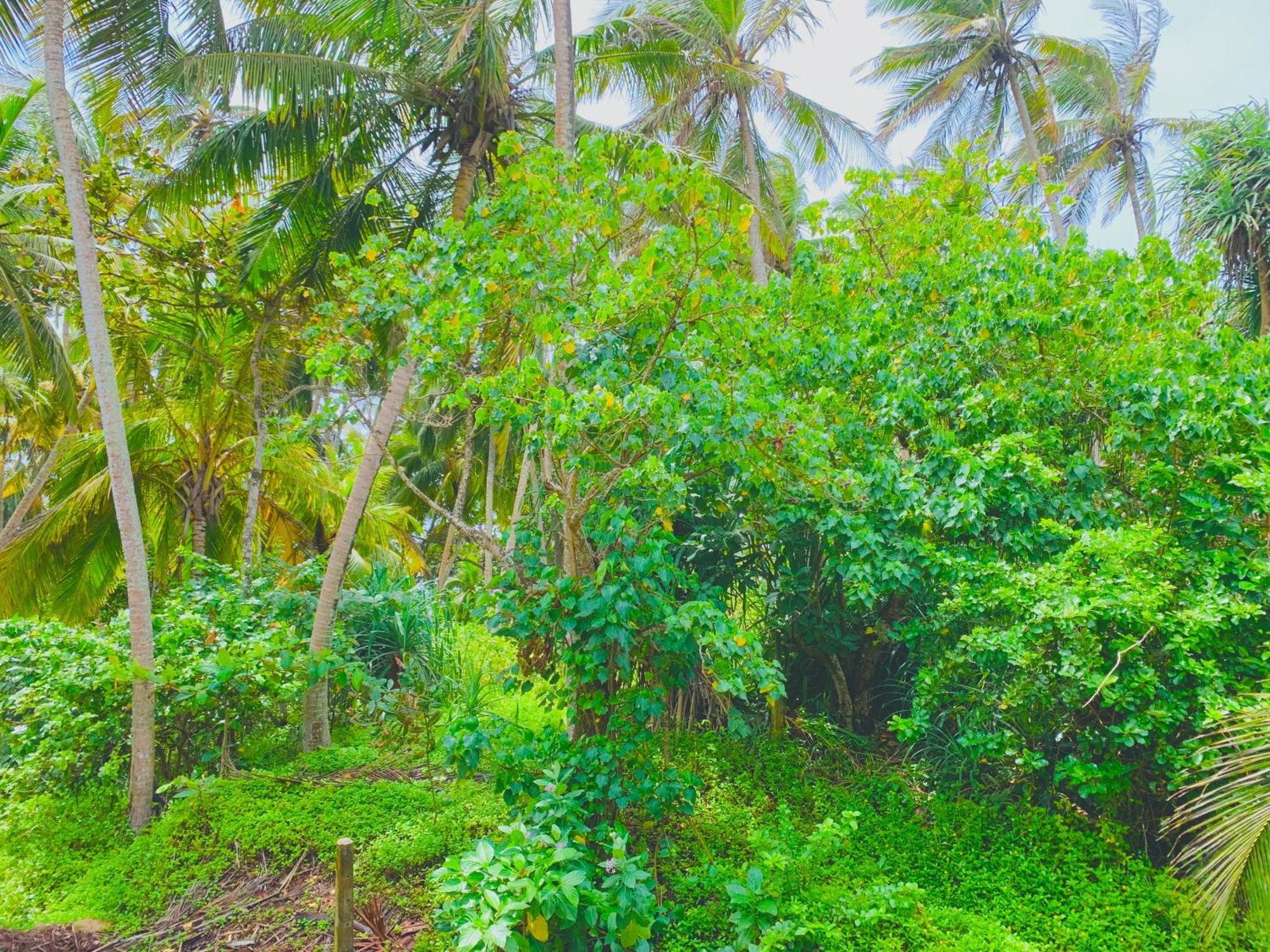 Surf Home Stay Hiriketiya Dikwella Esterno foto
